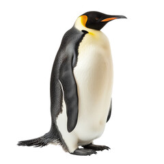Fototapeta premium Full body of emperor penguin isolated on transparent background, cut out, png, side view