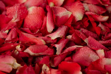 Macro close up of Rose petals pile. Love, romance and celebrate ceremony of wedding and religious...