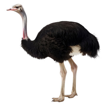 recommend clip art: Ostrich isolated on transparent background, cut out, png