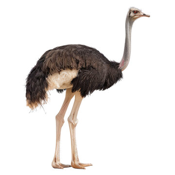 recommend clip art: Full body of ostrich isolated on transparent background, cut out, png, side view
