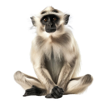 Gray langur isolated on transparent background, cut out, png, monkey