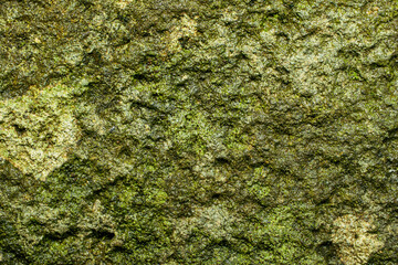 A close-up texture of moss-covered rock