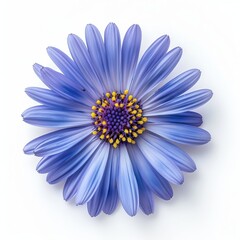 Fototapeta premium Blue Aster Isolated on White Background. Beautiful Aster Flower