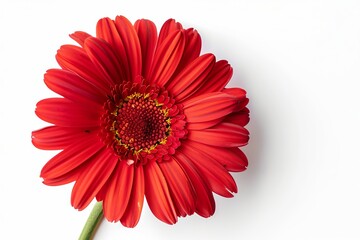 Red Daisy Isolated on White Background. Beautiful Daisy Flower