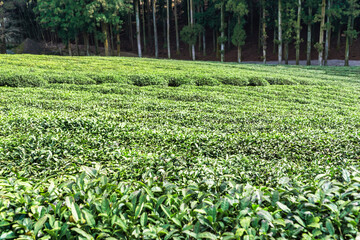 한국 전라남도 보성군 녹차밭