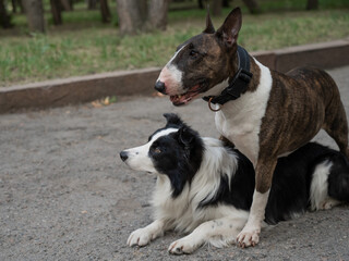 Two dogs are hugging on a walk. Border collie and bull terrier. 