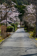 静岡県川根本町　寸又峡の景色　2024年春