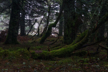 Obraz premium Dark atmospheric mood in the forest of the Vosges Mountains with moss covered tree trunks on a winter day, Alsace, France