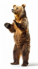 Funny big brown bear standing on his hind legs isolated on white background, a bear is dancing, doing lecture, introducing something