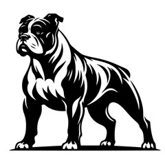 Fototapeta premium Bulldog guard dog stands confident, detailed vector design against white background ¥ 