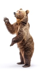 Funny big brown bear standing on his hind legs isolated on white background, a bear is dancing,...