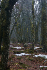 Atmospheric mood in the forest of the Vosges Mountains with moss covered tree trunks on a winter day, Alsace, France