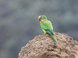 periquito-rei
Peach-fronted Parakeet
 Eupsittula aurea