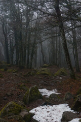 Obraz premium A stone covered hiking path in the forest with some snow on brown foliage at the Vosges Mountains in winter, Alsace, France