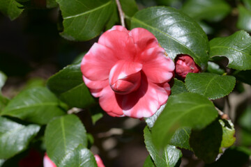 星車　ツバキの花