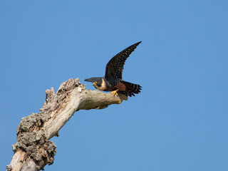 cauré,  Bat Falcon, Falco rufigularis, animal, falcon, bird