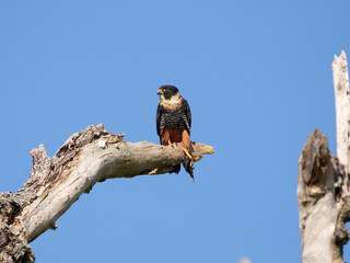 cauré,  Bat Falcon, Falco rufigularis, animal, falcon, bird