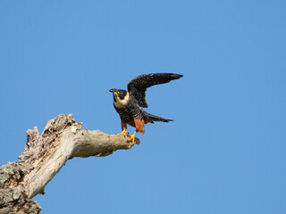 cauré,  Bat Falcon, Falco rufigularis, animal, falcon, bird