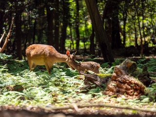 【奈良公園】可愛い鹿の親子