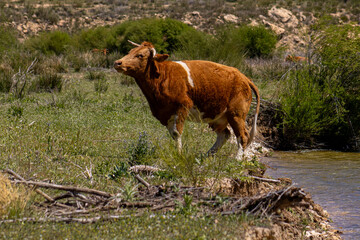 Vaca marron