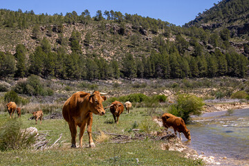 Vacas en su naturaleza 