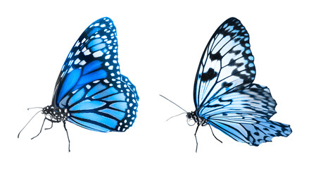 Blue butterflies on white background. Beautiful insect