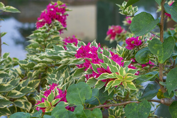 Paper Flower (Bougainvillea spectabilis Nytaginaceae,  bougenville varigata) Ornamental plant and alternative ingredient for herbal medicine
