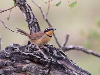 Meia-lua-do-cerrado, Melanopareia torquata, Collared Crescentchest