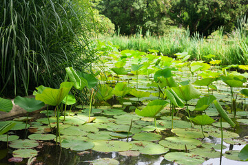 beautiful summer garden or park in France during the day