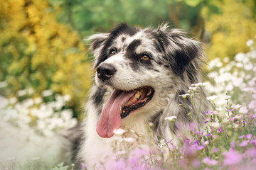 Head portrait of an adult australian shepherd dog in spring in a garden outdoors between blooming...