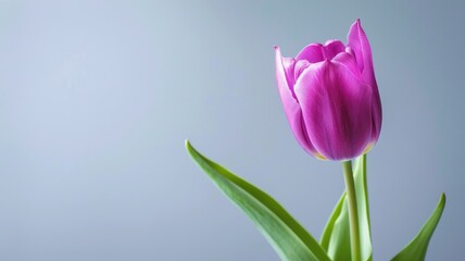 Vibrant pink tulip blossoms against soft, pastel background