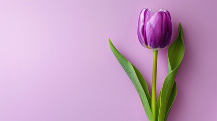 Naklejka premium Single purple tulip with green leaves on pastel pink background