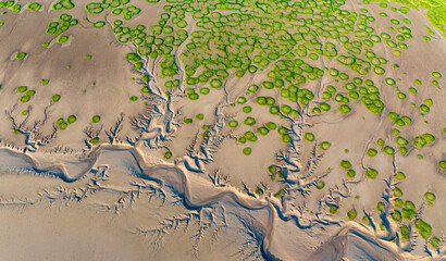 The texture of the mudflats and aquatic plants form a landscape that looks like an abstract painting. Captured at Qiantang river.