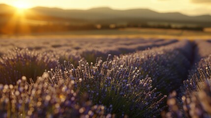 Provence Lavender: Stunning Close-Up View of Lavender Fields in France