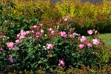 roses in the garden

