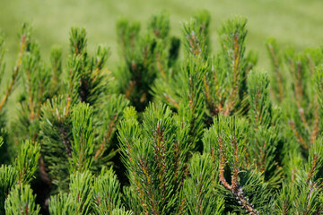 young spruce branches

Значок 