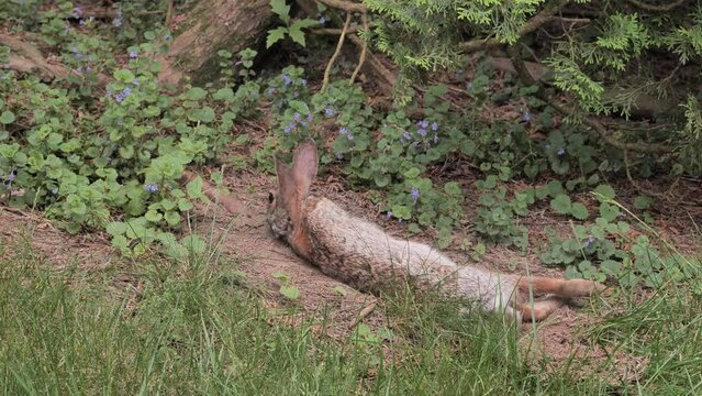 A rabbit bathes in dust and rests on the edge of the forest.