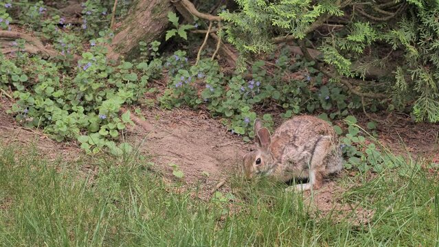 A rabbit eats grass and rests on the edge of the forest.