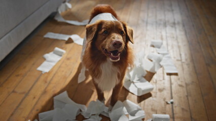 Naughty dog making chaos in apartment close up. Cute pet unrolling toilet paper 