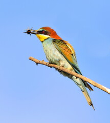 Merops apiaster with prey in her beak.