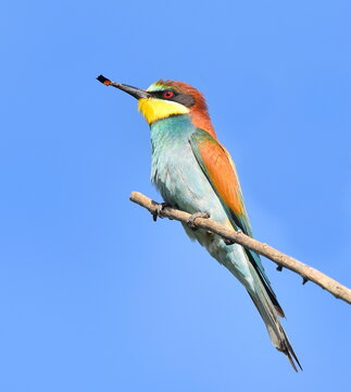 Merops apiaster with butterfly in beak.