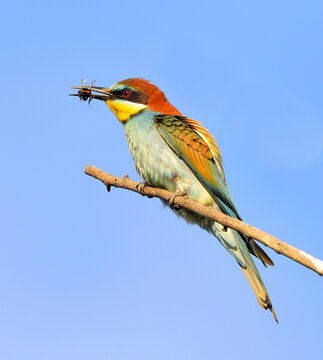 Merops apiaster with prey in her beak.