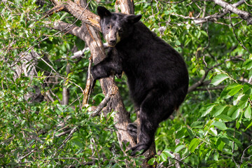 black bear up a tree