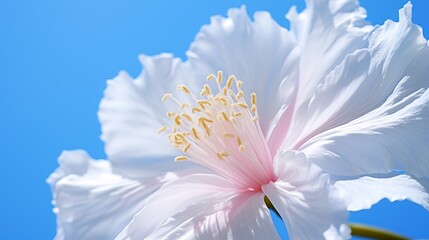 Close-up of a beautiful white hibiscus flower against a bright blue sky, showcasing its delicate petals and vibrant yellow stamens.