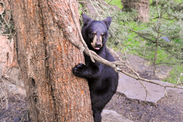 black bear cub in tree