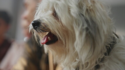 Cute pets resting people at sunny morning apartment close up. Lovely dogs relax