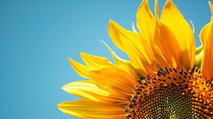 Fototapeta premium Close-up of a vibrant sunflower under a clear blue sky, showcasing its bright yellow petals and intricate details in natural sunlight.