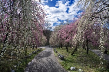 青空バックに見る満開のカラフルな梅林公園の情景