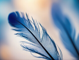 feather on blue background