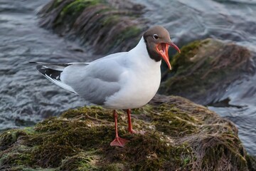 Brown-headed gull